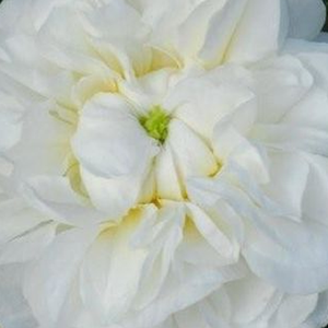 Розы Интернет-Магазин - Дамасская  роза  - белая - Poзa Ботсари - роза с интенсивным запахом - М. Робер - Комбинация сильного запаха дамасской розы и кремово-белых цветов.